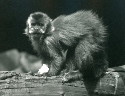 A Brown or Tufted Capuchin at London Zoo, July 1914 by Frederick William Bond